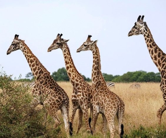 home-photo-3 Marakwetu Home